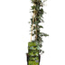Efeu (Hedera helix) Ø15cm, 65cm hoch – winterharte Kletterpflanze Bild 1