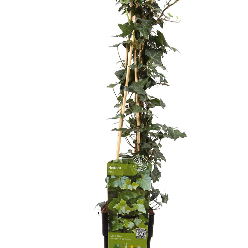 Efeu (Hedera helix) Ø15cm, 65cm hoch – winterharte Kletterpflanze