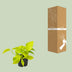 Golden Pothos Epipremnum aureum: easy-care & air-purifying Bild 4