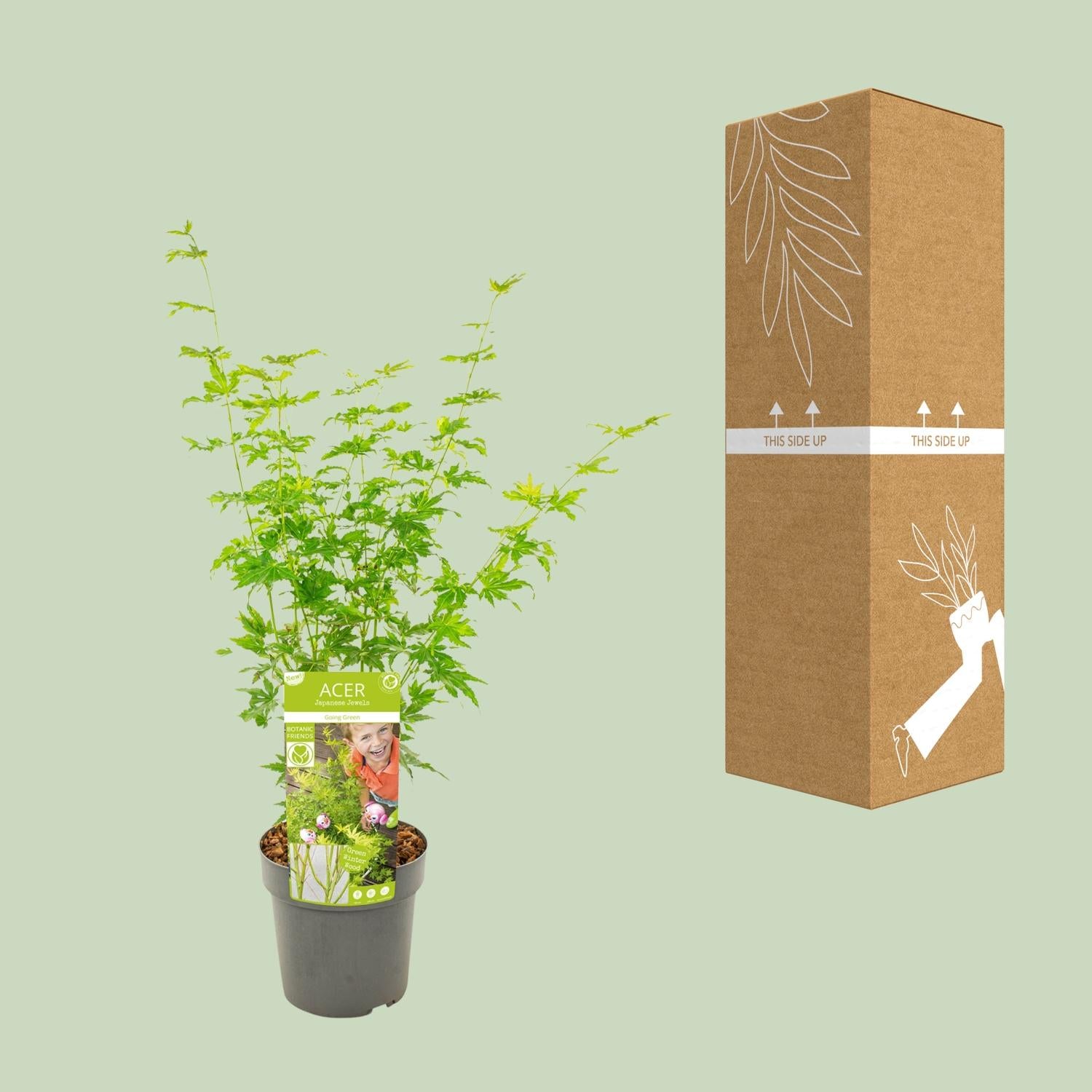 Acer palmatum Going Green - Ø19cm - ↕50cm