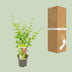 Acer palmatum 'Going Green' - Japanischer Fächerahorn, Ø19cm, ↕50cm Bild 4