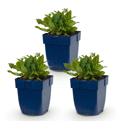 Green boutiQ - Perennial - Salvia nem. Schneehügel - Sage - Bee and Butterfly Attractors - White - 3 Plants - Pot 11cm - Height 15-25cm