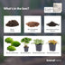 Terrarium Kit: Coffea Arabica & Fittonias for Your Home Bild 4