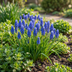 200x Muscari Armeniacum - Traubenhyazinthe Blau - Frühjahrsblüher Bild 2