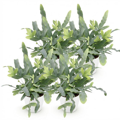 Phlebodium aureum Blue Star: 4 Blaue Farne im Topf (12cm)