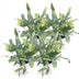 Phlebodium aureum Blue Star: 4 Blaue Farne im Topf (12cm) Bild 2