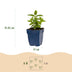 Green boutiQ - Perennial Plant - Nepeta Tricolour - Catnip - Bee and butterfly attractors - Purple - Pink - White - 24 Plants - Pot 11cm - Height 15-25cm Bild 6