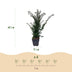 GreenboutiQ - 6x Eibe (Taxus baccata) - 60cm - Heckenpflanze Bild 3