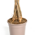 Money Tree Pachira Aquatica in Ø19cm pot, 70-90cm Bild 5