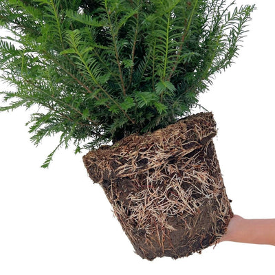 Große Eibe Pflanzen für 10m Hecken | 100-125cm | 20 Stück im 15L Topf