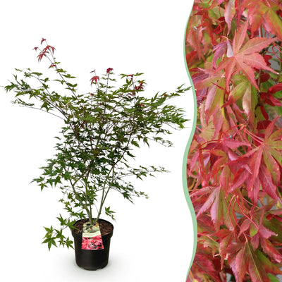 Japanischer Ahorn 'Beni Maiko' - Roter Laubabwerfender Baum, Topf 26cm