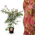 Japanischer Ahorn 'Beni Maiko' - Roter Laubabwerfender Baum, Topf 26cm Bild 1