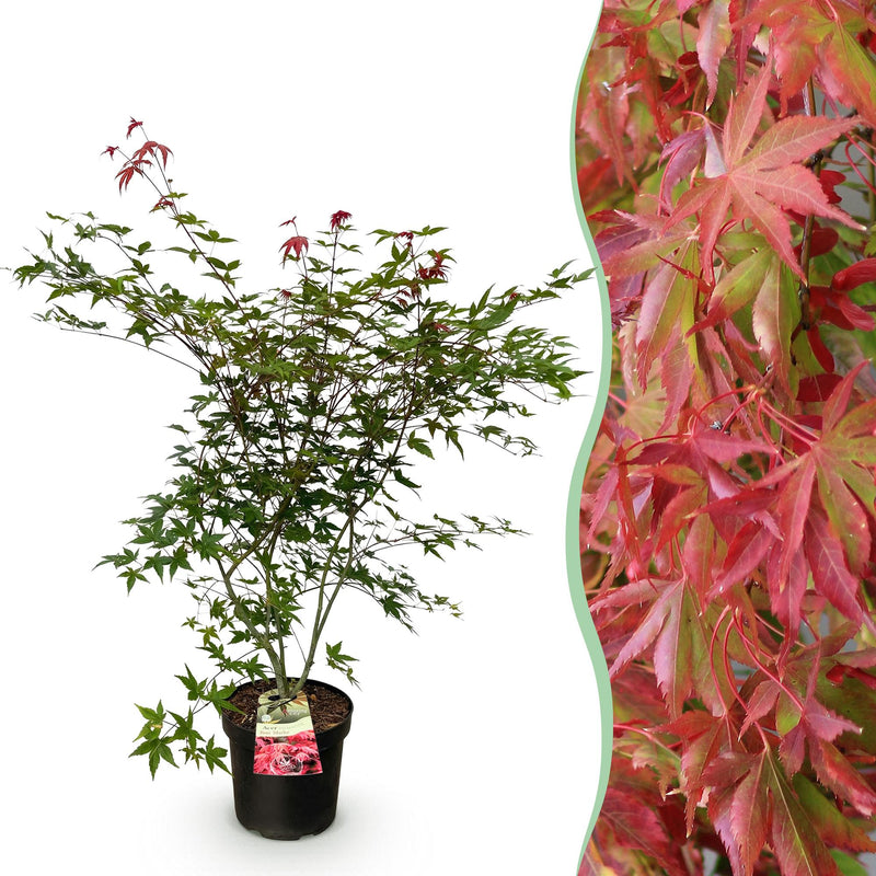 Japanischer Ahorn 'Beni Maiko' - Roter Laubabwerfender Baum, Topf 26cm