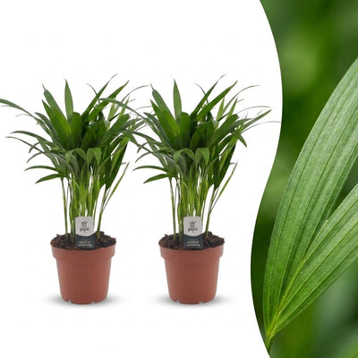 Green boutiQ - Areca Lutescens - Goldfruchtpalme - 2 Pflanzen - Topf 12cm - Höhe - 45cm