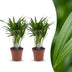 Green boutiQ - Areca Lutescens - Goldfruchtpalme - 2 Pflanzen - Topf 12cm - Höhe - 45cm Bild 1
