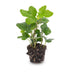 Hedera helix (Efeu) im 6cm Topf - Zimmer- & Terrarienpflanze Bild 2