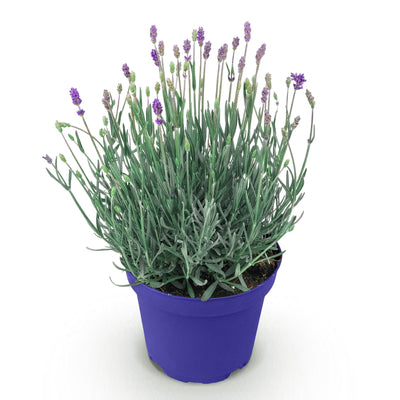 Lavendel Hidcote - Winterhart, Lila, Duftend - 1 Pflanze im 12cm Topf