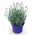 Lavendel Hidcote - Winterhart, Lila, Duftend - 1 Pflanze im 12cm Topf Bild 2