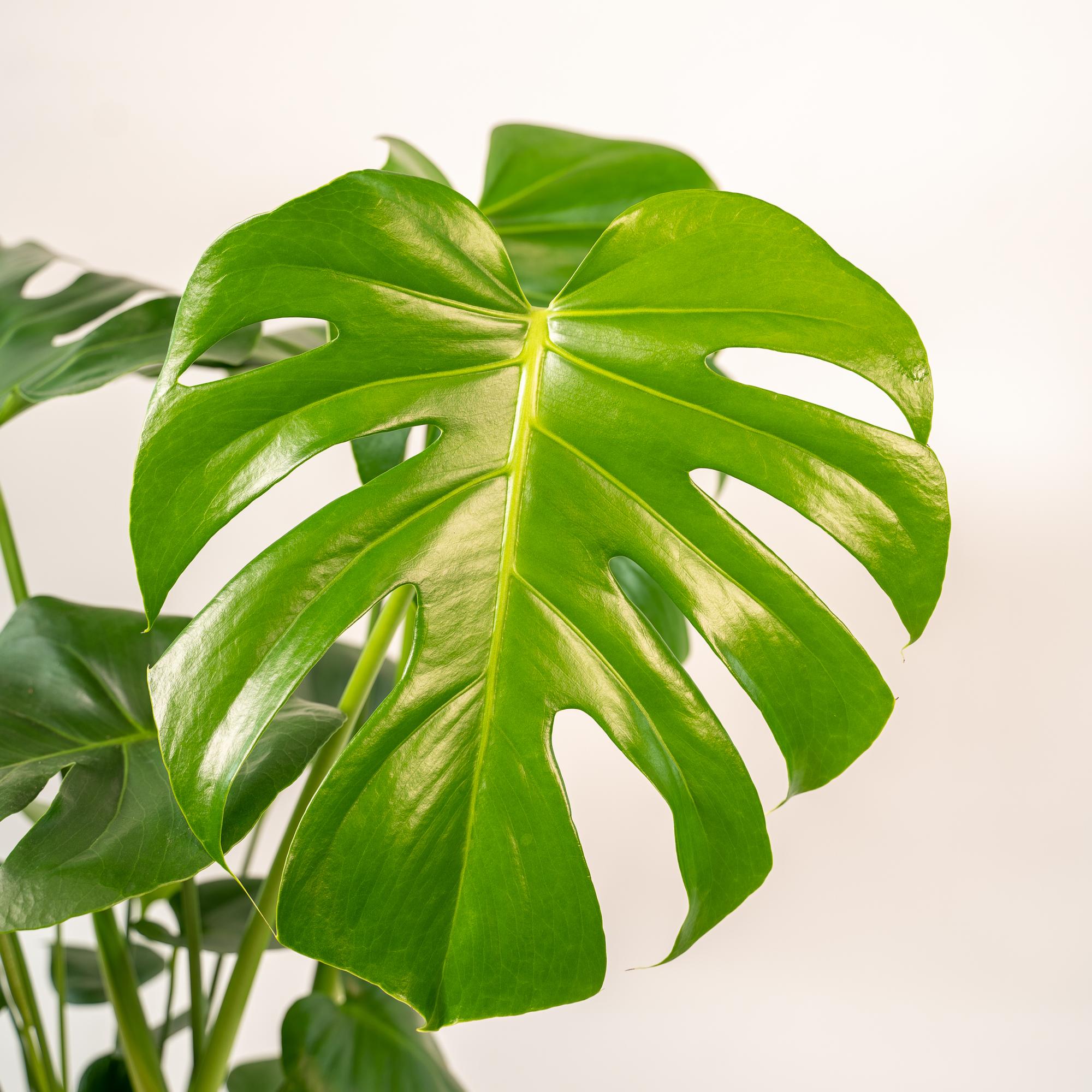 Monstera Deliciosa + Topf Mayk Gold - ↨80cm - Ø21cm