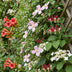 12x Kletterpflanze 'Victoria' - Rosa/Rot - Ø9cm Bild 5