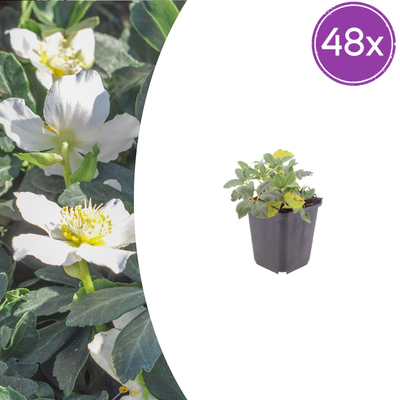 48x Christrose (Helleborus niger) - 10-25cm, Ø9cm