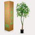 Kunstpflanze Pachira Aquatica Glückskastanie 180 cm Bild 6
