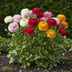 GreenboutiQ Ranunculus Mix Blumenzwiebeln - 40 Stück, Gr. 5/6 Bild 3