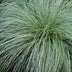 GreenboutiQ Carex comans Frosted Curls - 2 Ziergras-Pflanzen Bild 6