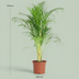 Areca Palm (Dypsis Lutescens Areca) – Easy-Care Houseplant, 90-100cm Bild 2