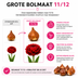 Tulpenzwiebeln Bombastic Red – 20 Stück | KH Bloembollen® | Rote Pfingsttulpe – Doppelt blühend & luxuriös – Für Garten oder Topf – Größe 11/12 – Frisch vom Züchter! Bild 5