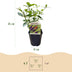 Green boutiQ - Garden plant - Buddleja davidii Empire Blue - Butterfly Bush - Winter-hardy - Blue - 1 plant - 17cm pot - 45cm height Bild 3