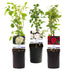 GreenboutiQ Kletterrose Rosa Tricolour, 3 Pflanzen, 40cm, 11cm Topf Bild 2
