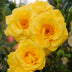 GreenboutiQ Kletterrose 'Spring Queen' - 2 Pflanzen, Gelb, Pflegeleicht Bild 5