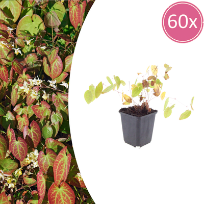 Epimedium y. 'Niveum' (Elfenblume) - 10-25cm, Ø9cm Topf