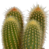 3er Cereus-Mischung 10,5 cm Topf - Vielfalt in Weiß Bild 3
