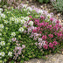 Green boutiQ - Stauden - Thymus Tricolour - Tym - Bodendecker - Rosa - Rot - Weiß - 12 Pflanzen - Topf 11cm - Höhe 15-25cm Bild 5