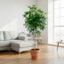 Schefflera on stem (umbrella tree), 170cm, Ø30cm pot Bild 3