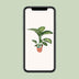 Dieffenbachia Seguine Tropic Snow - Ø19cm - ↕70cm Bild 5