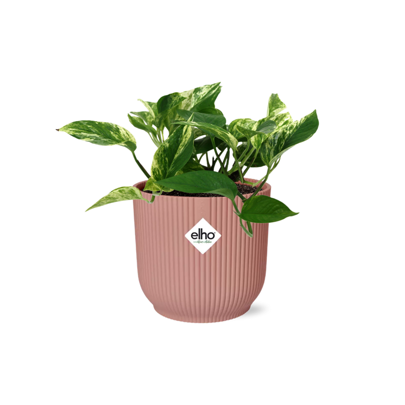 Scindapsus Marble Queen Topf ELHO Vibes 14 cm rosa – Luftreinigende Zimmerpflanze