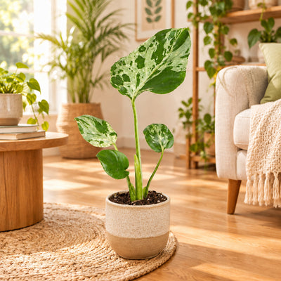 Monstera Deliciosa Bulbarsaur: Tropischer Grünstar für Ihr Zuhause