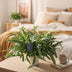 Phlebodium Aureum Blue Star Farn - Ø17cm - ↕50cm Bild 3