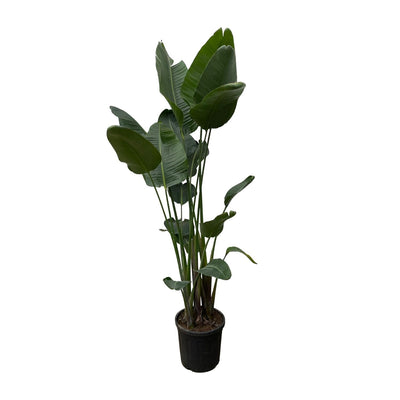 Strelitzia Nicolai XXL - Paradiesvogelblume, 250 cm