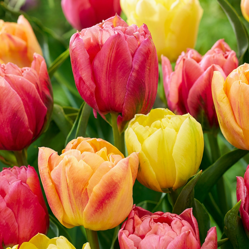 24x Tulipa Symbiosa Mix - Frühjahrsblüher, Zwiebelgröße 11/12