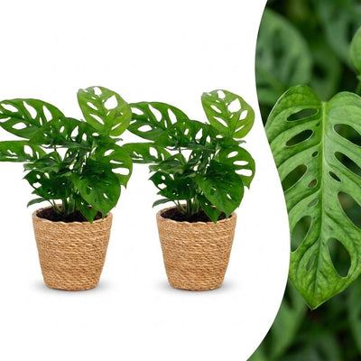 Green boutiQ - Monstera Adansonii - Monstera Adansonii - 2 Pflanzen - mit Korb - Topf 12cm - Höhe - 25cm