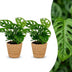 Green boutiQ - Monstera Adansonii - Monstera Adansonii - 2 Pflanzen - mit Korb - Topf 12cm - Höhe - 25cm Bild 1