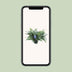 Phlebodium Aureum Blue Star Farn - Ø17cm - ↕50cm Bild 5