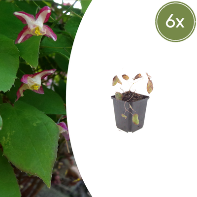 6x Epimedium rubrum (Elfenblume) - 10-25cm, Ø9cm