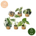 Baby Variegata Mix: 6 seltene Zimmerpflanzen (Ø6cm) Bild 5