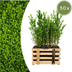 Paletten-Angebot Heckenpflanzen: 50 Ligustrum Ovalifolium ↕ 60-80 - Ø 19cm | Mini-Palette Bild 1