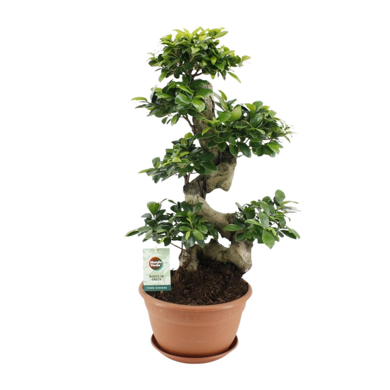 Ficus Ginseng Ø27cm - 70cm hoch